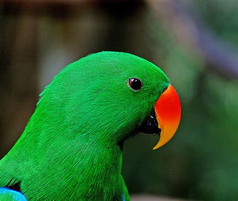 Eclectus Parrot A Photo On Flickriver