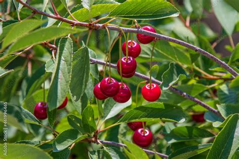 The fruit of the cherry tree among its leaves Stock Photo | Adobe Stock