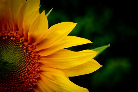 Fotos Gratis Naturaleza Fotograf A Luz De Sol Hoja Flor P Talo