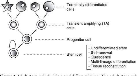 Figure 1 From Human Uterine Stem Progenitor Cells Their Possible Role