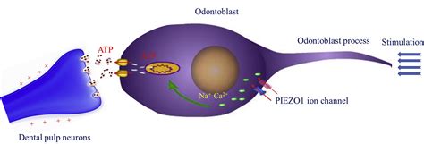 Piezo Ion Channels Mediate Mechanotransduction In Odontoblasts