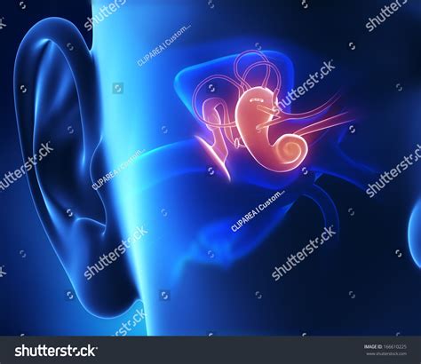 Middle Ear Anatomy Stock Illustration 166610225 | Shutterstock