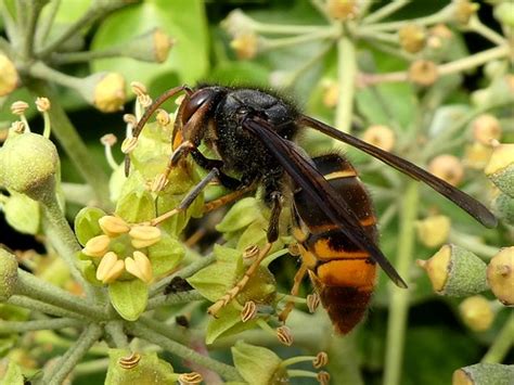 Vespa Velutina Nigrithorax Frelon Asiatique Pattes Jau Flickr