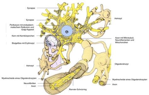 Nervenzelle 5 1 2 1 Flashcards Quizlet
