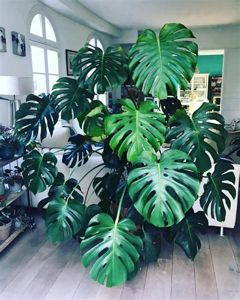 Monstera Big Indoor Plants House Plants Indoor Plants