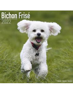 Kalender Bichon Fris Online Kopen