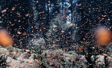 Monarch Migration, Mexico | Paisajes, Mexico lindo, México