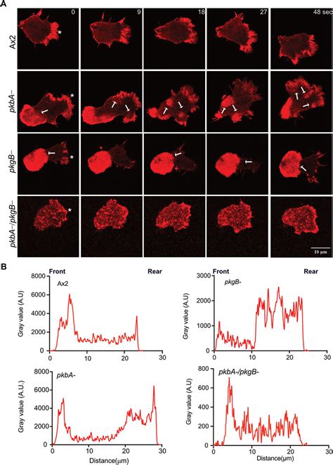 Frontiers Akt And Sgk Kinases Regulate Cell Migration By Altering