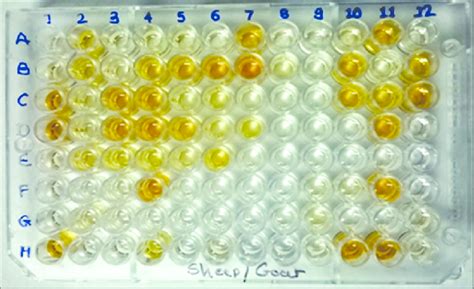 Microtiter Plate Showing The Results Of I Elisa Well A1 And Download Scientific Diagram