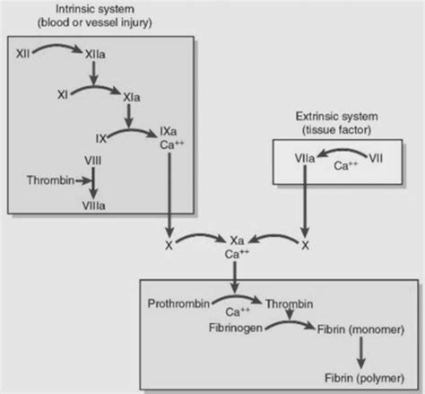 Chapter 22 And 23 Disorders Of Hemostasis And Erythrocytes Flashcards