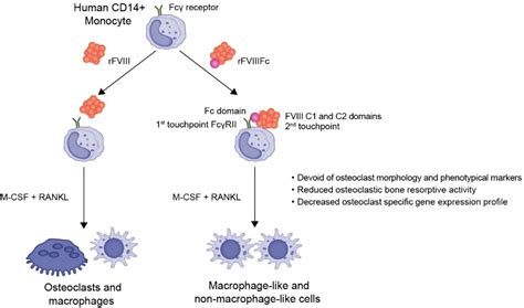 Frontiers Recombinant Factor VIII Fc Fusion Protein Engages Monocytes