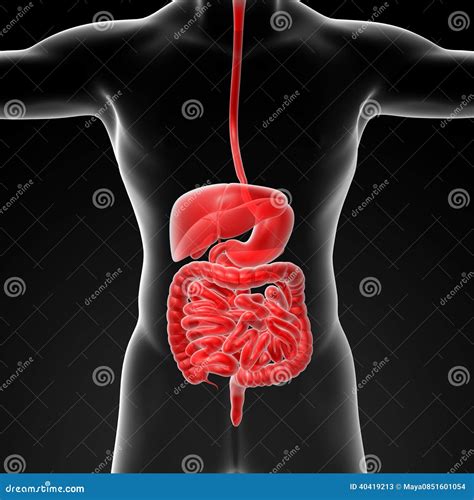 The Human Digestive System Stock Illustration Illustration Of