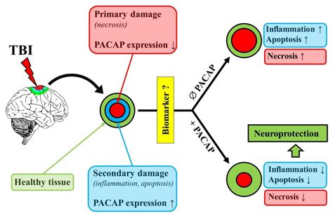 Ijms Free Full Text The Neuroprotective And Biomarker Potential Of