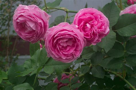 Reine Victoria. An old Bourbon rose with beautiful deep rose pink cupped blooms and a powerful ...