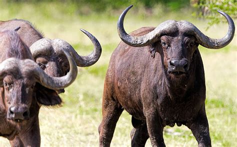 80 Cape Buffalo Attack Stock Photos Pictures And Royalty Free Images