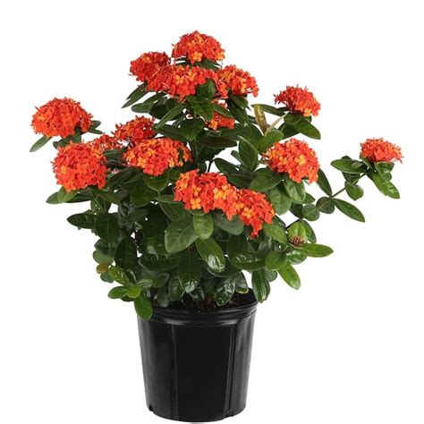 Costa Farms 1 70 Gal Ixora Taiwanese Shrub Red 1 70GIXORTAIRED The