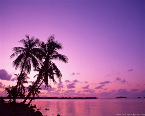 Pink Palm Tree Wallpapers - Top Free Pink Palm Tree Backgrounds ...