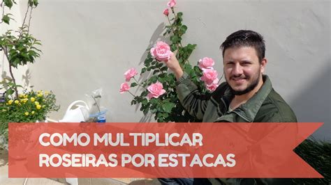 Como Fazer Mudas De Roseiras Por Estaquia Youtube