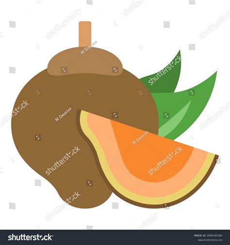 Quararibea Cordata Fruit Flat Clipart Vector Stock Vector (Royalty Free) 2095545382 | Shutterstock