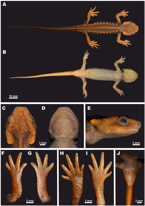 Holotype Of Tylototriton Kachinorum Sp Nov Zmmu A Male In Life