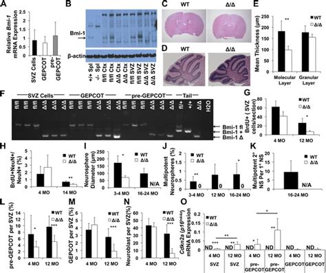 Prospective Identification Of Functionally Distinct Stem Cells And