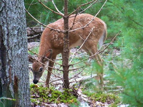 Wildlife Holidays in the Forest of Dean | Holiday Ideas | Big House Holiday Lets