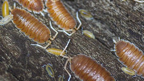 Baby Isopods - Insights to succesful isopod keeping - Insektenliebe