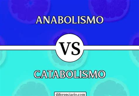 Diferencia Entre Anabolismo Y Catabolismo Hot Sex Picture