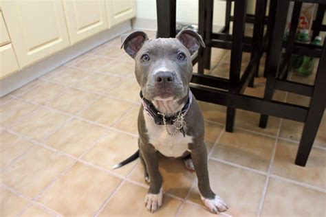 Red Nose & Blue Nose Pitbull Mix: Info, Pictures, Facts, FAQs & More