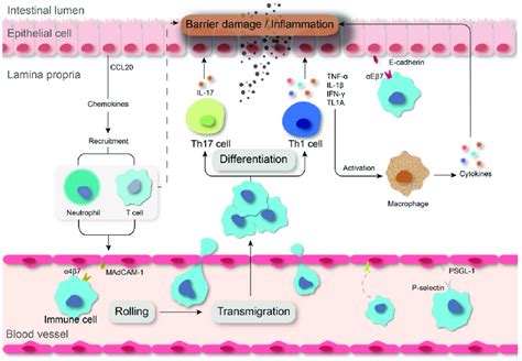 Immune Cell Homing And Cytokine Storming Drive Ibd Progression Download Scientific Diagram