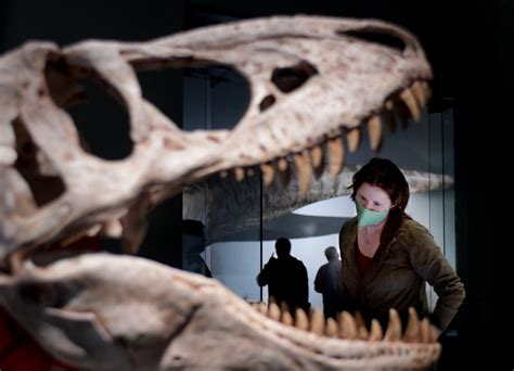 American Museum Of Natural History T Rex Exhibit Debuts Tour At Peoria Riverfront Museum