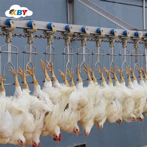 Used To 100bph 500bph 1000bph 1500bph 2000bph Poultry Slaughter Line