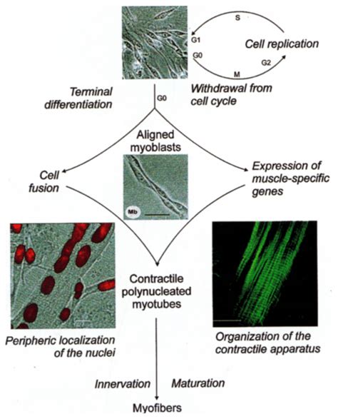 Schematic Diagram Illustrating The Sequence Of Events In Myogenesis