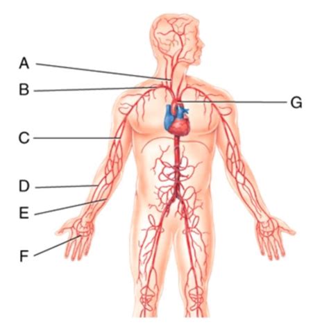 Upper Body Arteries Diagram Quizlet