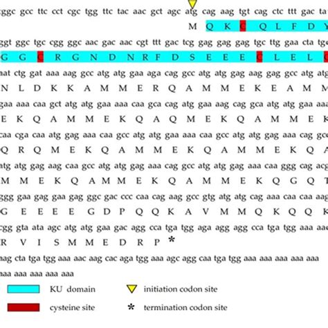 The Full Length CDNA Sequence Of Ct Kunitzin And Its Deduced Amino Acid