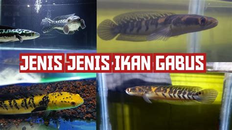 Jenis Jenis Ikan Gabus Cocok Dipelihara Diakuarium Bagi Pemula Youtube