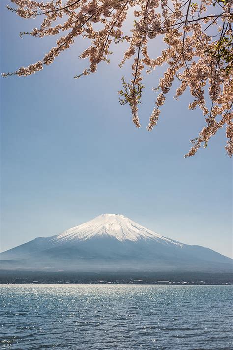 View of the Mt. Fuji and Yamanaka lake with cherry blossoms Photograph ...