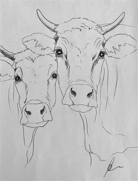 Cow Drawing Ideas Np