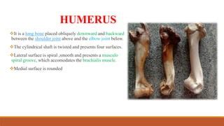 humerus anatomy of domestic animals | PPT