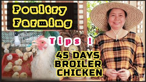 Paano Mag Alaga Ng Manok Days Broiler Chicken Anong Buwan Dapat