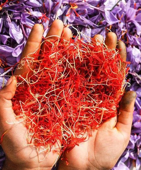 Kashmir Witnessing Saffron Renaissance Entrepreneurial Transformation