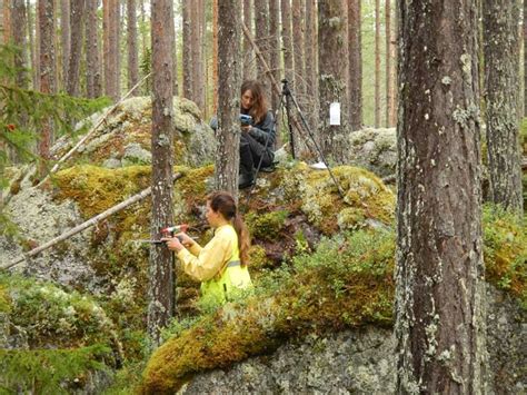 Program Skog Externwebben