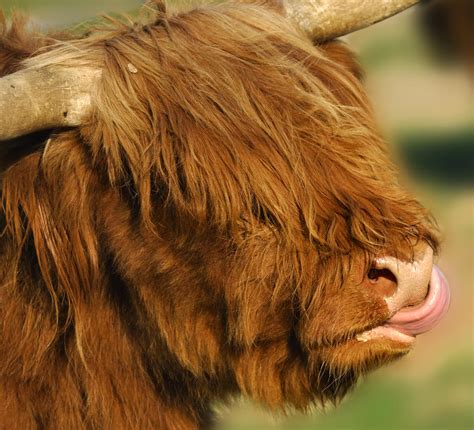 Collection Pictures Pictures Of Wooden Tongue In Cattle Full Hd