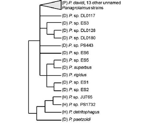 Reproductive Mode Variation In Panagrolaimus Nematodes Phylogeny