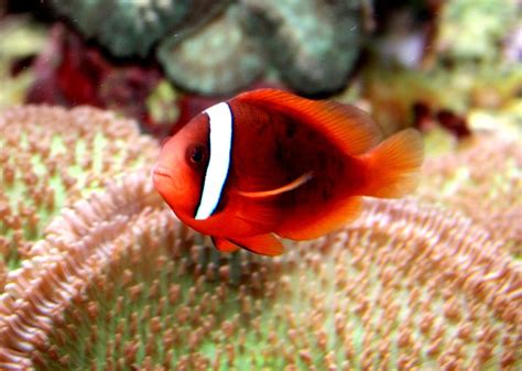 Calphotos Amphiprion Melanopus Red And Black Anemonefish