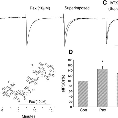 Blockade Of BK Channels With The Antagonist Paxilline 10 M Or