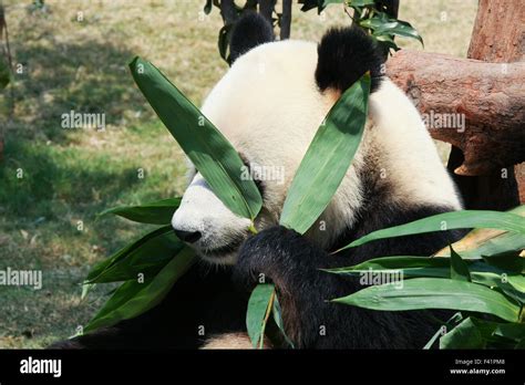 Panda eating bamboo Stock Photo - Alamy