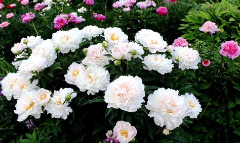 Пионы в вашем саду: тонкости ухода за растением