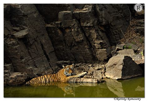 Rathika Ramasamys Wildlife Photography Tigers Cooling Offd2x9511