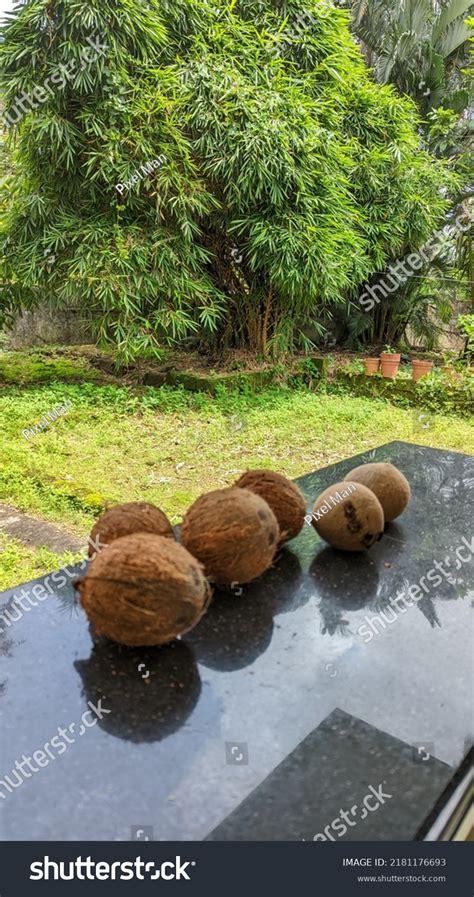 Naked Coconut Beautiful Tree Stock Photo Shutterstock